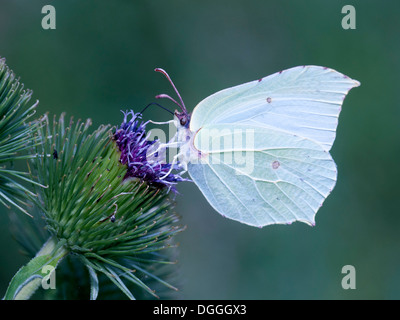 Brimstone Gonepteryx rhamni papillon ( ) de nectars sur une tête de chardon Banque D'Images