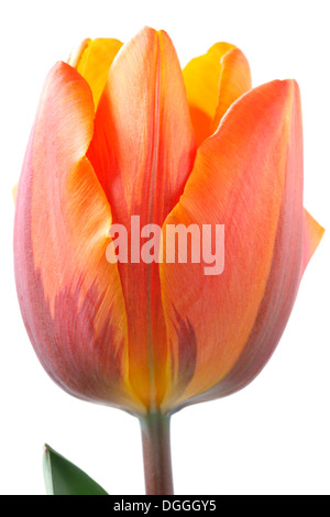 Tulipa 'Prinses Irene' AGM Tulip Triumph Group avril Banque D'Images