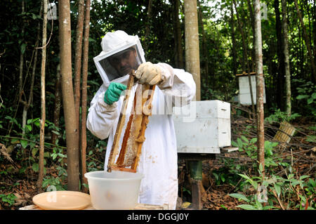 Retrait de l'apiculteur à partir d'une ruche d'abeilles qui est rempli de miel, l'apiculture dans la forêt amazonienne fait partie des produits agricoles Banque D'Images