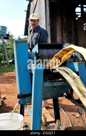 L'homme en appuyant sur les tiges de canne à sucre pour la production de bonbons, de l'agriculture à petite échelle dans un ancien règlement de Banque D'Images