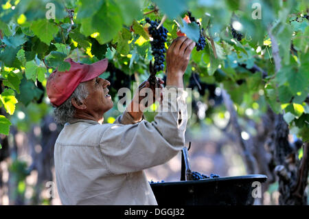 Au cours de la sélection vintage de Syrah sur l Carinae vignoble à Maipu, Province de Mendoza, Argentine, Amérique du Sud Banque D'Images