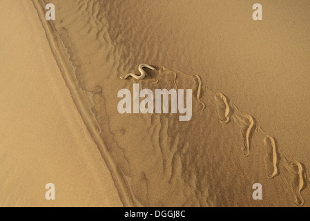 Du Peringuey Adder (Bitis peringueyi) des profils, 'Side-winding' sur dune de sable désert, Désert du Namib, Namibie, février Banque D'Images