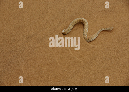 Du Peringuey Adder (Bitis peringueyi) des profils, 'Side-winding' sur dune de sable désert, Désert du Namib, Namibie, février Banque D'Images