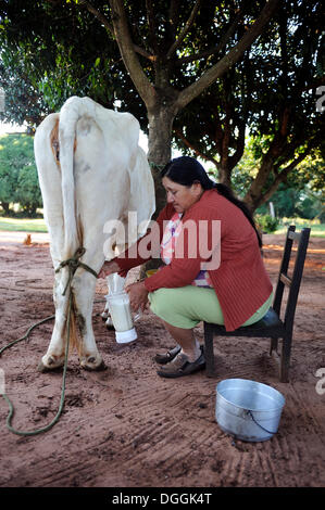 Paysan, 47, traire une vache à la main, Pastoreo, département de Caaguazú, Paraguay Banque D'Images