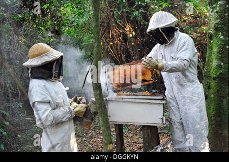 Deux hommes travaillant dans les combinaisons de protection à une ruche en forêt, dans la communauté d'Indiens Mbya-Guarani, Al Andalus Banque D'Images