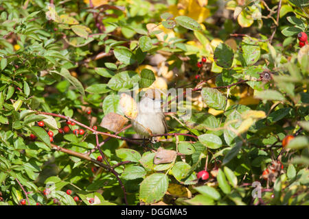 Blackcap (Sylvia atricapilla), Limburg an der Lahn, Hesse Banque D'Images