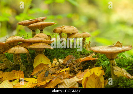 Champignon jaune miel (Armillaria mellea), Limburg an der Lahn, Hesse Banque D'Images