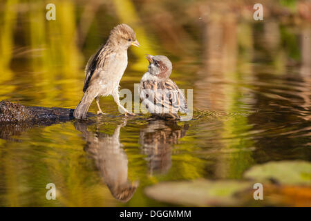 Deux Moineaux domestiques (Passer domesticus), dans l'eau, l'Offheim, Landkreis Limburg-Weilburg, Hessen, Allemagne Banque D'Images