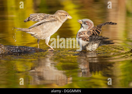 Deux Moineaux domestiques (Passer domesticus), dans l'eau, l'Offheim, Landkreis Limburg-Weilburg, Hessen, Allemagne Banque D'Images