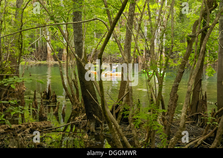 Manatee Springs State Park, le long du fleuve Suwanee dans le centre-nord de la Floride. Banque D'Images