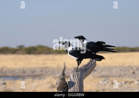 Pied de Corbeau, Corvus albus dans le Parc National d'Etosha, Namibie Banque D'Images