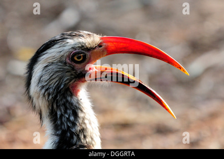 Un Calao à bec rouge dans le parc national de Marakele, Afrique du Sud Banque D'Images