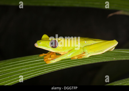 Deltaplane (Agalychnis Treefrog) spurarelli la nuit Banque D'Images