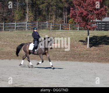 Femme à cheval de dressage de sang chaud danois dans anneau extérieur Banque D'Images