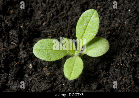 Un semis de forget-me-not, Myosotis, arvensis, un rapport annuel et arables mauvaises herbes du jardin Banque D'Images