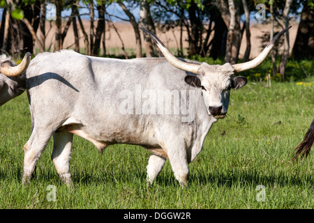 Bull gris hongrois dans le domaine Banque D'Images