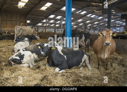 L'industrie laitière, sec Jersey et Holstein vaches dans la cour de vêlage, Lancashire, Angleterre, avril Banque D'Images