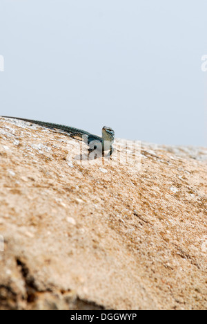 Lézard d'Formentera. Icône de l'île de Formentera, c'est la seule espèce de lézard qui vit dans les îles Pityuses Banque D'Images