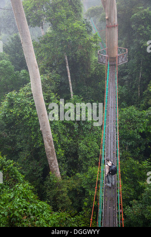 Ecotourist explorant la couche émergeante dans la forêt tropicale des basses terres de Malaisie depuis la passerelle de la canopée au Borneo Rainforest Lodge, dans la vallée de Danum, Sabah Banque D'Images