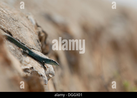 Lézard d'Formentera. Icône de l'île de Formentera, c'est la seule espèce de lézard qui vit dans les îles Pityuses Banque D'Images