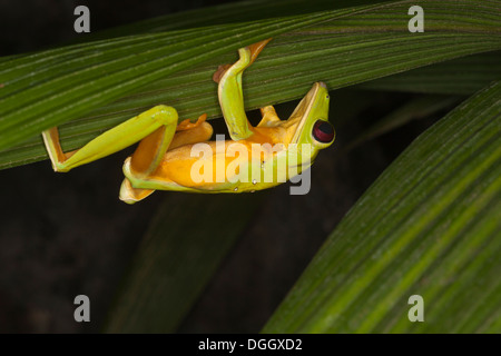 La nuit, la grenouille qui glisse (Agalychnis sparrelli) marche sur le dessous de la feuille. Également connu sous le nom de Flying Leaf Frog ou de Spurrell's Leaf Frog Banque D'Images