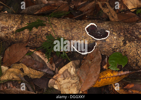 Écosystème de plancher forestier avec champignon de parenthèse poussant sur un arbre mort dans une forêt tropicale humide de plaine non perturbée. Vallée de Danum, Bornéo. Banque D'Images