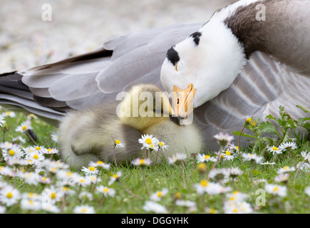 Bar à tête rousse nuzzling jeune poussin avec profondeur de champ parmi les fleurs Daisy. Banque D'Images