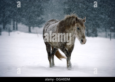 Poney d'hiver dans une forte tempête de neige au Colorado Banque D'Images