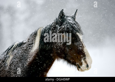 Poney d'hiver dans une forte tempête de neige au Colorado Banque D'Images