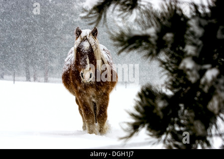 Poney d'hiver dans une forte tempête de neige au Colorado Banque D'Images