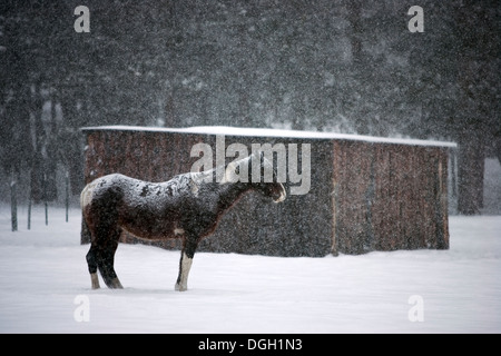 Poney d'hiver dans une forte tempête de neige au Colorado Banque D'Images