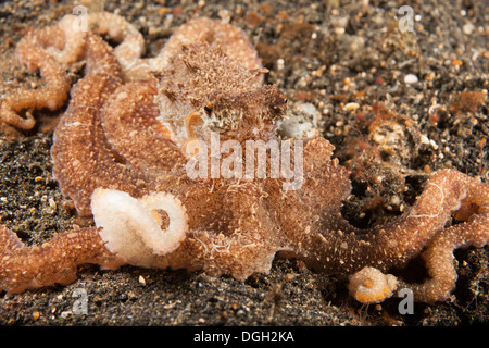 Bras long Poulpe (Octopus sp.), que c'est pas encore nommé et l'espèce est commune dans le Détroit de Lembeh Banque D'Images