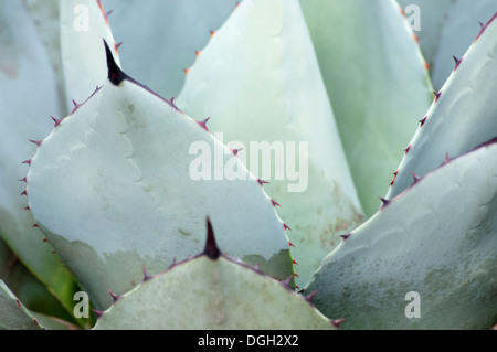 AGAVE PARRYI Banque D'Images