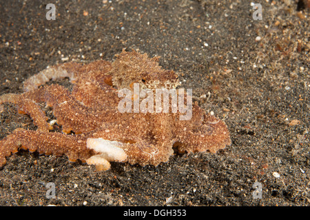 Bras long Poulpe (Octopus sp.), que c'est pas encore nommé et l'espèce est commune dans le Détroit de Lembeh Banque D'Images