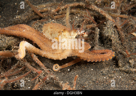 Bras long Poulpe (Octopus sp.), que c'est pas encore nommé et l'espèce est commune dans le Détroit de Lembeh Banque D'Images