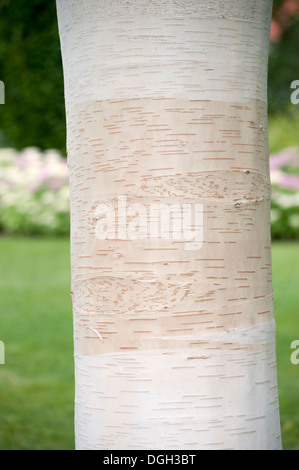 Le Betula utilis JACQUEMONTII VAR SILVER SHADOW Banque D'Images