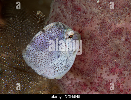 Anglefish Pomacanthadae juvéniles (peut-être). Banque D'Images