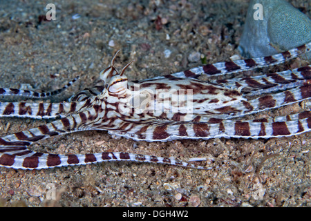 Mimic Octopus (Thaumoctopus mimicus), Puerto Galera, Philippines. Banque D'Images