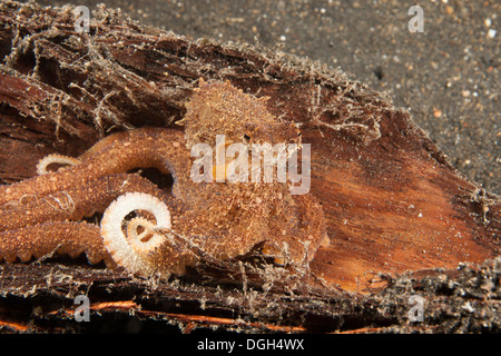 Bras long Poulpe (Octopus sp.), que c'est pas encore nommé et l'espèce est commune dans le Détroit de Lembeh Banque D'Images