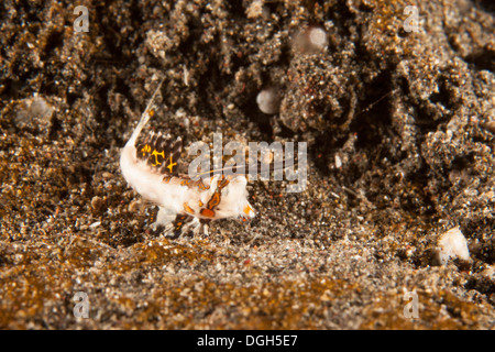 Orange et Noir (kuiteri Dactylopus Dragonet), stade larvaire, dans le Détroit de Lembeh au large de l'île de Sulawesi, en Indonésie. Banque D'Images