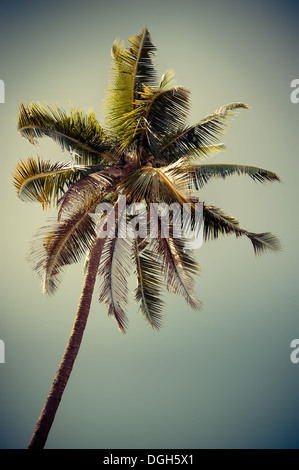 Cocotier plus isolés d'arbres ciel tropical. Image dans un style vintage. L'Inde Banque D'Images