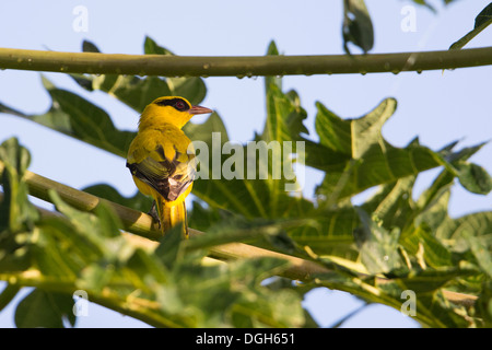 Black-Naped (Oriolus chinensis celebensis) au Kungkungan Bay Resort au nord de Sulawesi, en Indonésie. Banque D'Images