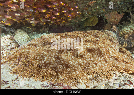 Requin Wobbegong à pampilles (Eucrossorhinus dasypogon), dormir sous une corniche, avec un haut-fond de golden sweeper glassfish ci-dessus. Banque D'Images