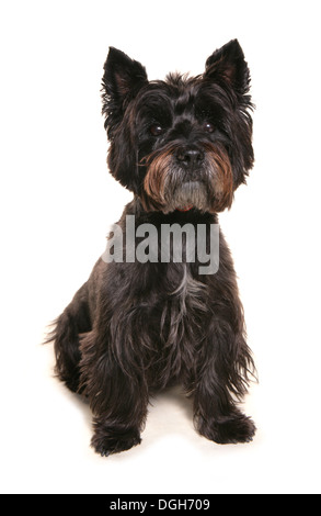 Cairn Terrier chien adulte seul assis dans un studio Banque D'Images