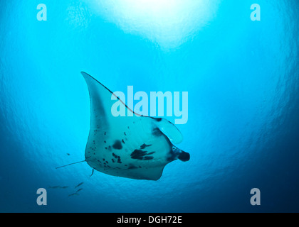 Raie Manta dans l'océan bleu lumière. Raja Ampat, Indonésie Banque D'Images