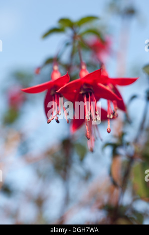 Rouge rose fuschia planter des fleurs avec une très faible profondeur de champ Banque D'Images