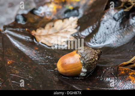Un gland sur plancher bois humide dans la vallée de Rivelin, Sheffield, South Yorkshire, Angleterre, Royaume-Uni Banque D'Images