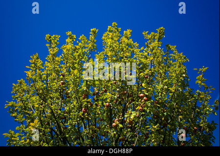 Apple Tree Weingarten Allemagne Bade-Wurtemberg Banque D'Images