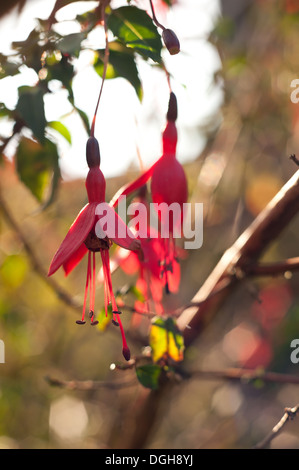 Rouge rose fuschia planter des fleurs avec une très faible profondeur de champ Banque D'Images