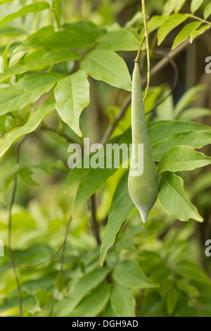 Mature simple pendaison sur vine ripe le soft gousse de glycine rose avec pointe effilée Banque D'Images